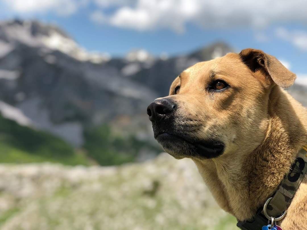 Rescued dog in the mountains