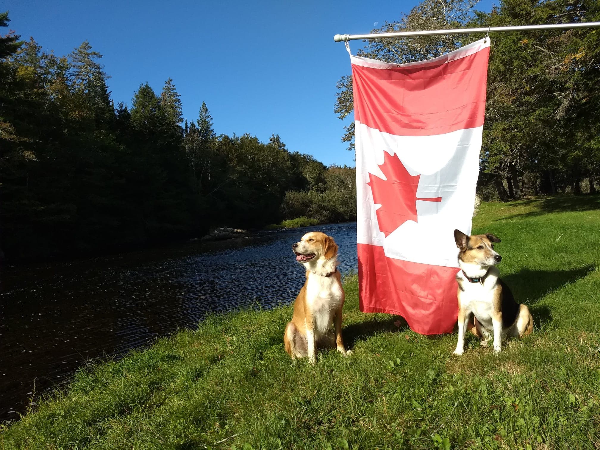 Rescued dog - success story