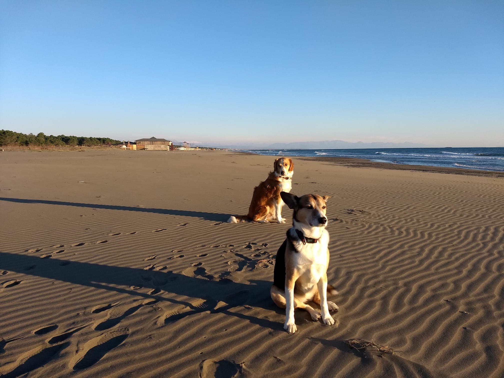 Dogs on the beach at the festival venue